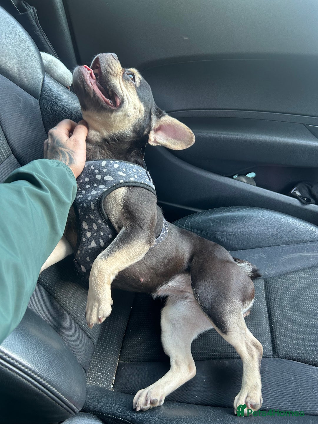 French Bulldog dogs for sale: Miniature French bulldog - Image 1