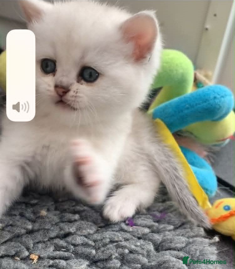 British Shorthair cats BSH Silver and Blue Ticked Shaded - Advert 1