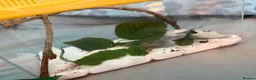 Stick Insects invertebrates for sale: Baby Indian stick insects 🐜 - Advert 6
