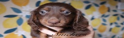 Miniature Dachshund dogs for sale: *LAST BOY * Long haired mini dachshunds😍 - Advert 4