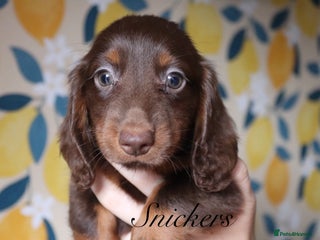 Miniature Dachshund dogs - Advert 4