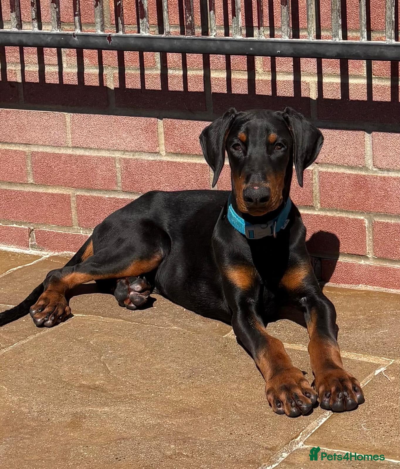 Dobermann dogs for sale: Top Quality Male Dobermann Puppy - Advert 2