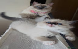 Ragdoll cats for sale: READY SOON!! PUREBRED RAGDOLL KITTENS - Image 23