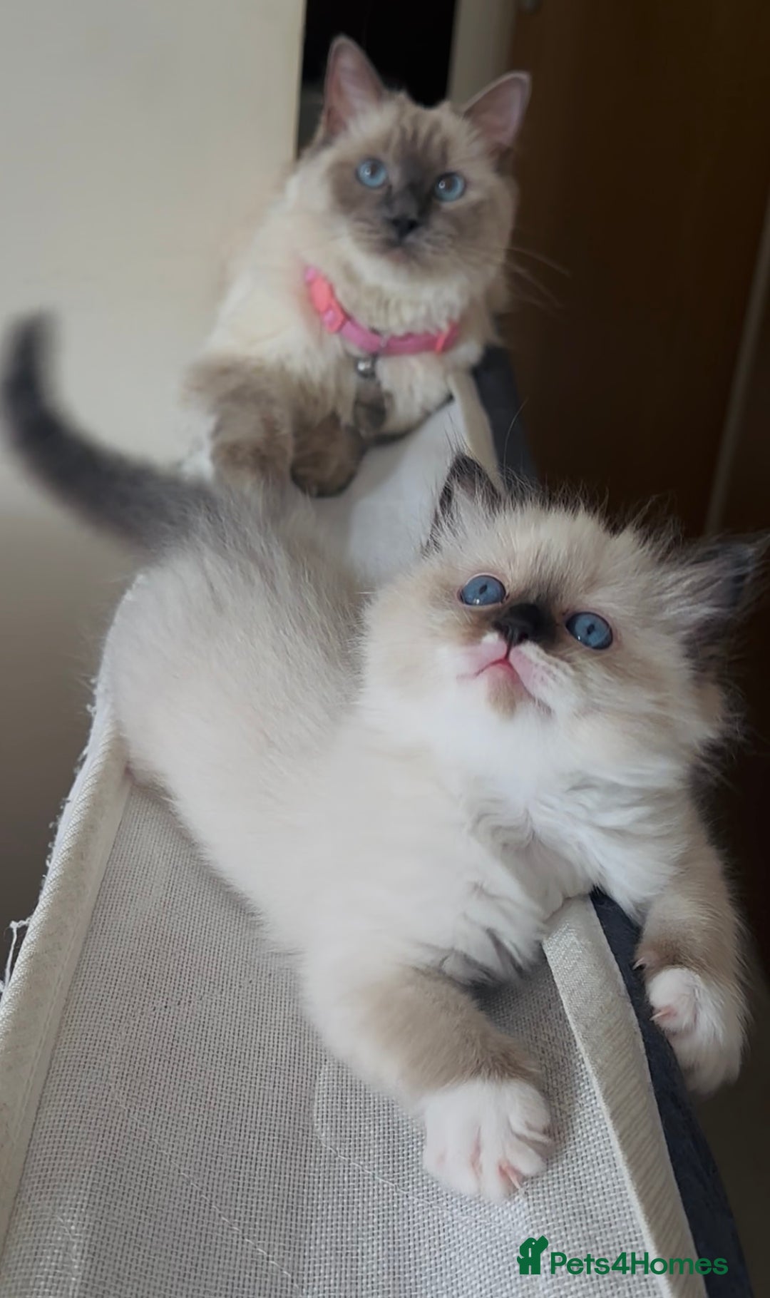 Ragdoll cats for sale: READY SOON!! PUREBRED RAGDOLL KITTENS - Image 23