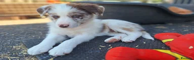 Red Merle girl 