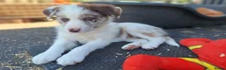 Border Collie dogs for sale: Beautiful fluffy Collie Pups for Sale - Advert 7