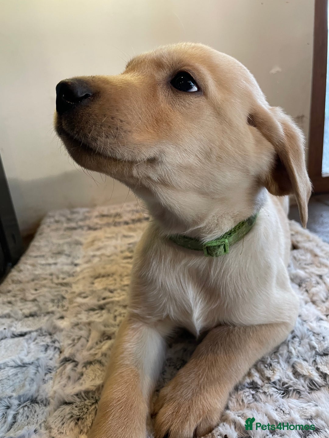 Labrador Retriever dogs for sale: Reduced to 1200 Ready to go now   - Advert 33