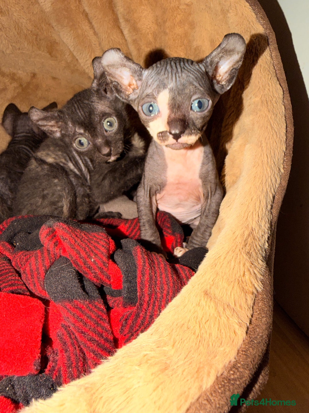 Sphynx cats for sale: Beautiful Sphynx and Elf kittens 🐾🩵🩷 - Advert 11