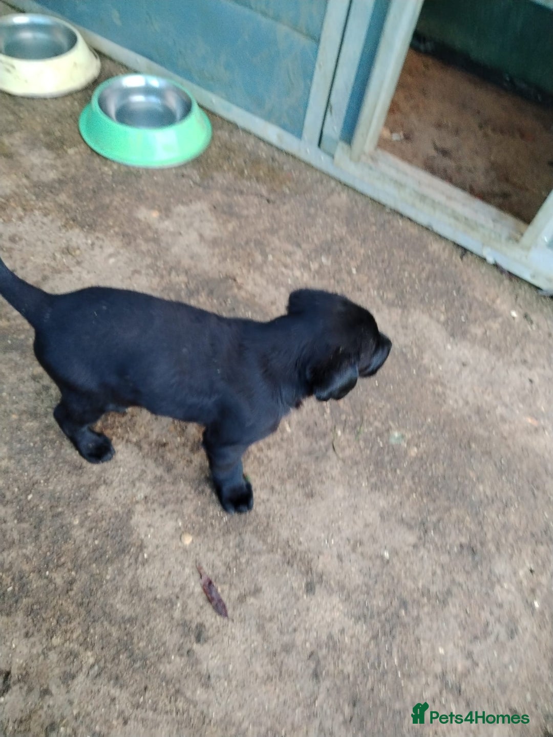 Labrador Retriever dogs for sale: Black Labradors puppies For Sale - Advert 3