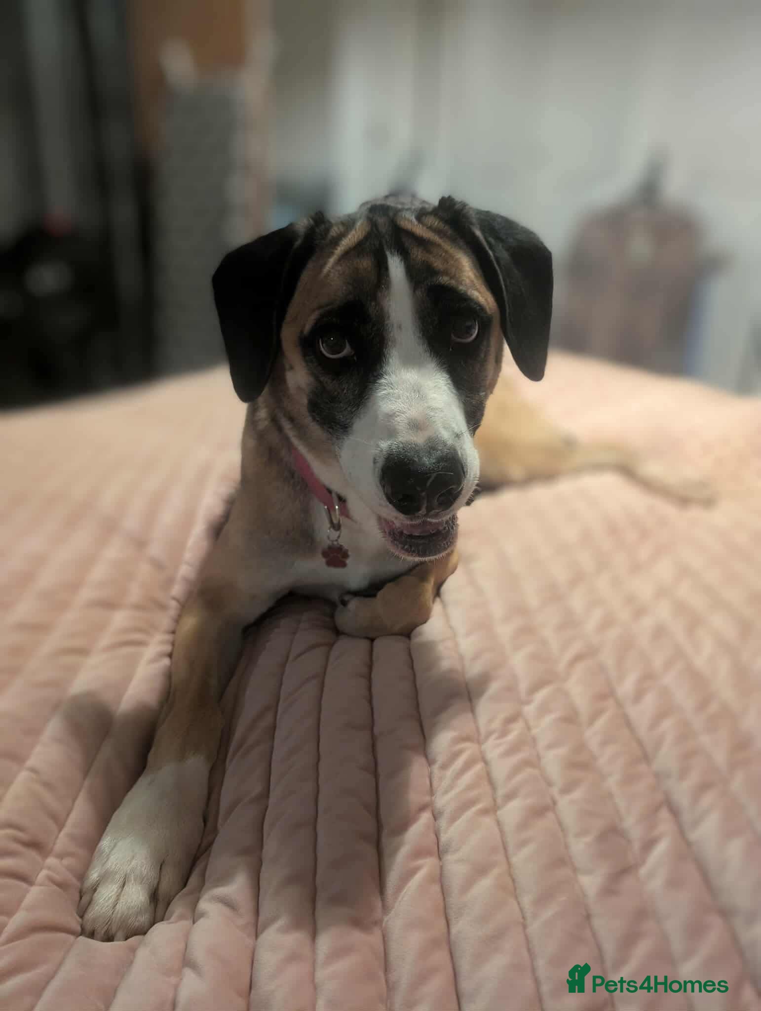 Mixed Breed dogs Umber is searching for his family  - Advert 15