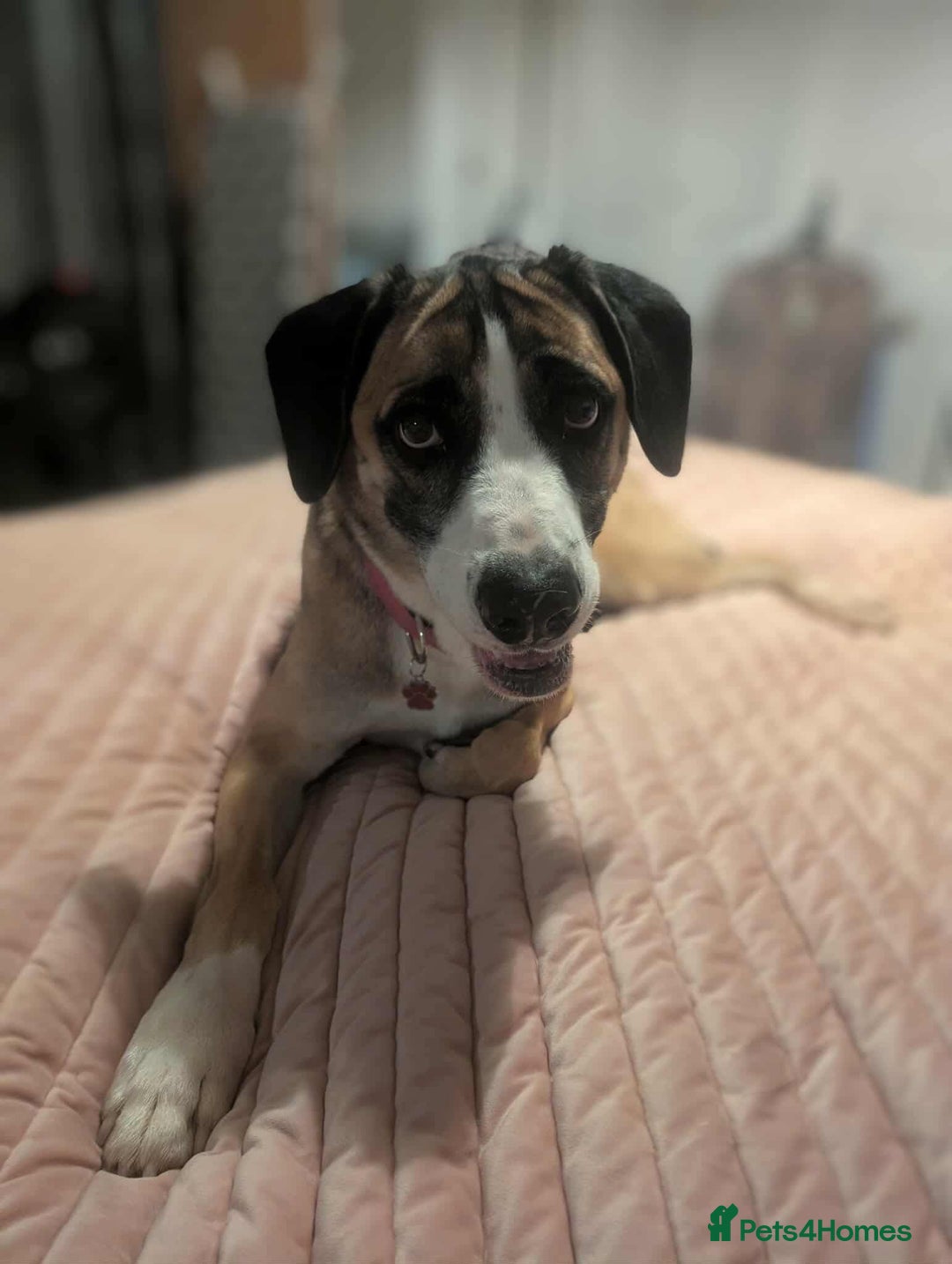 Mixed Breed dogs for adoption: Umber is searching for his family  - Advert 1