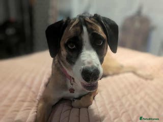 Mixed Breed dogs Umber is searching for his family - Advert 1