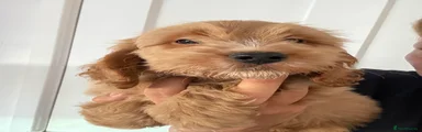 Cockapoo 2
