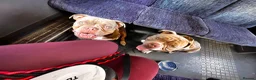American Bully dogs for sale: 2 sweeties need forever home! - Advert 6