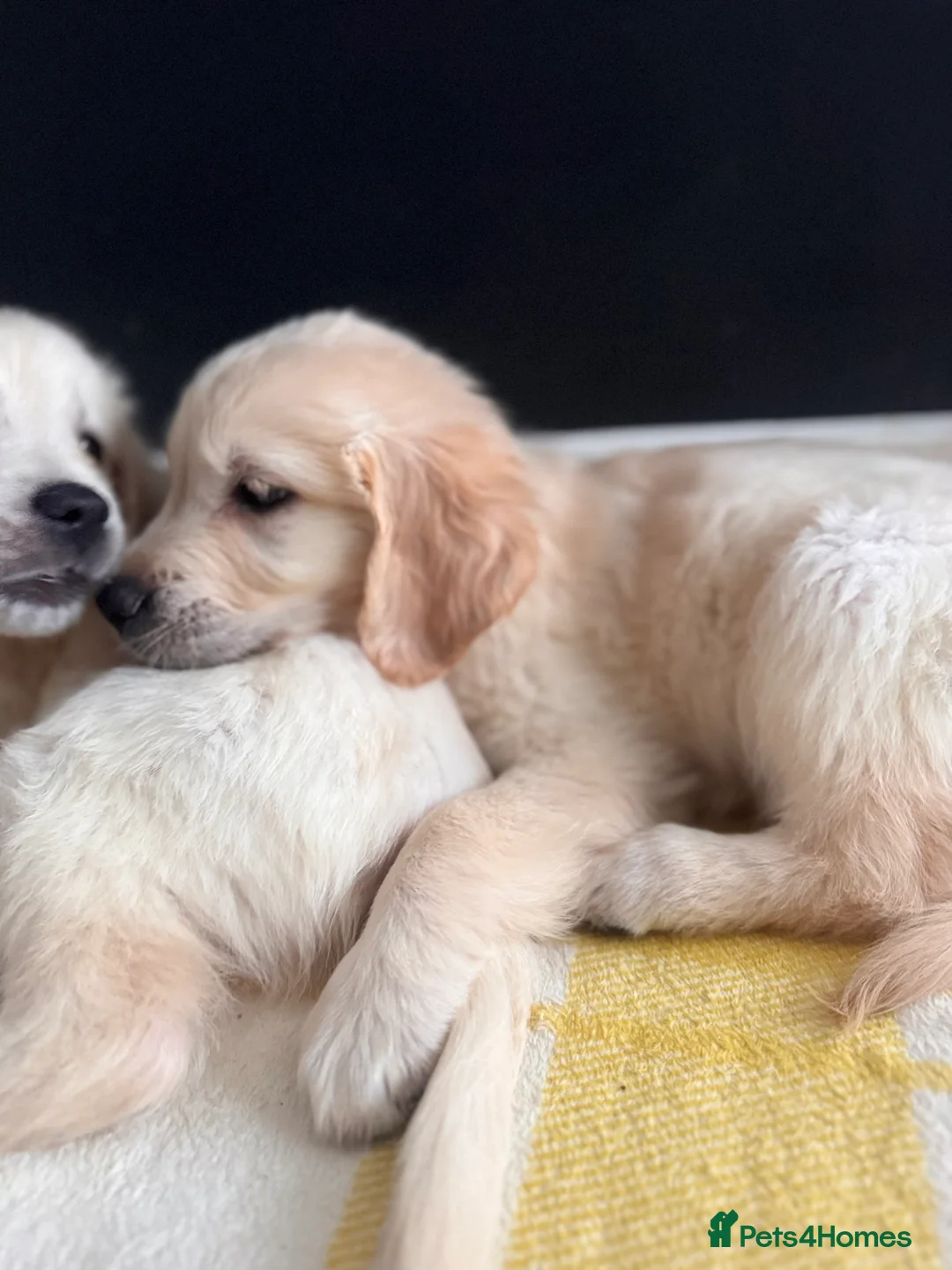 Golden Retriever dogs for sale: Champion line-KC Reg. Golden Retriever Puppies💖💙 - Advert 21