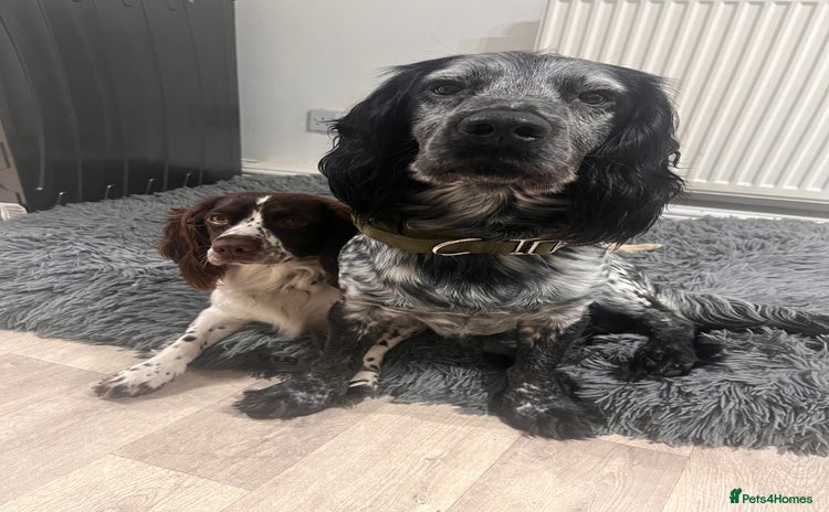 Cocker Spaniel dogs Stud Stanley  - Advert 1