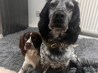 Cocker Spaniel dogs Stud Stanley - Advert 1