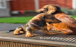 Dachshund dogs for sale: Red long-haired standard dachshund puppies - Image 34