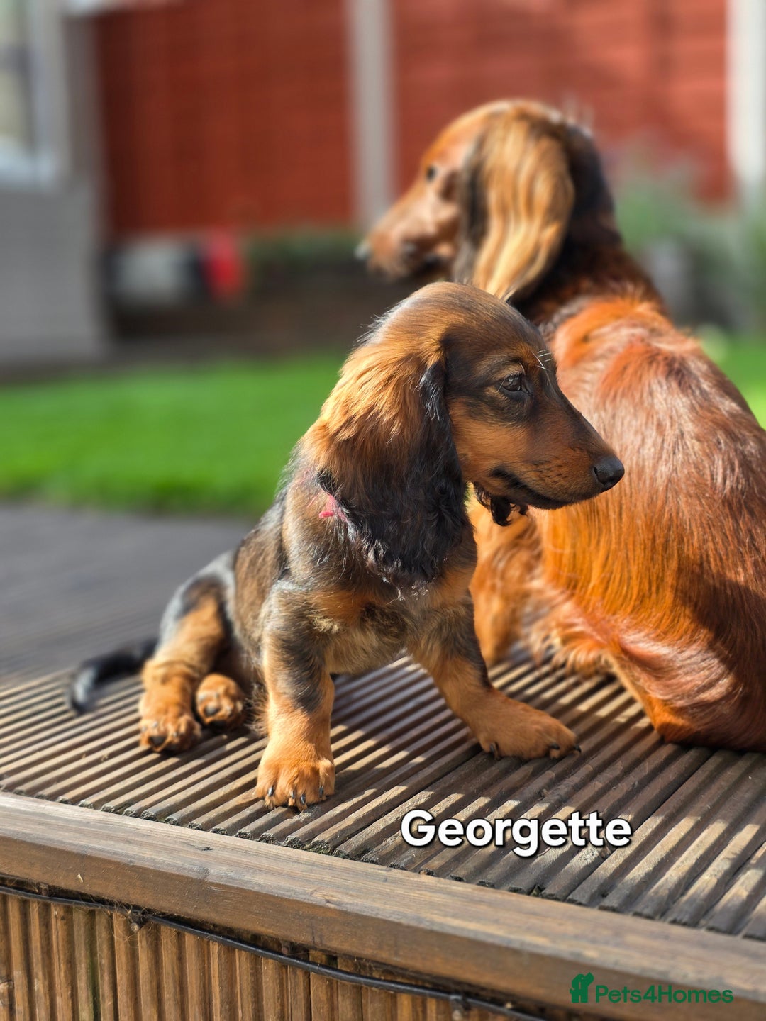 Dachshund dogs for sale: Red long-haired standard dachshund puppies - Image 34