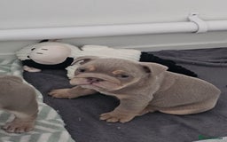 English Bulldog dogs for sale: English bulldog male pups for sale - Image 2