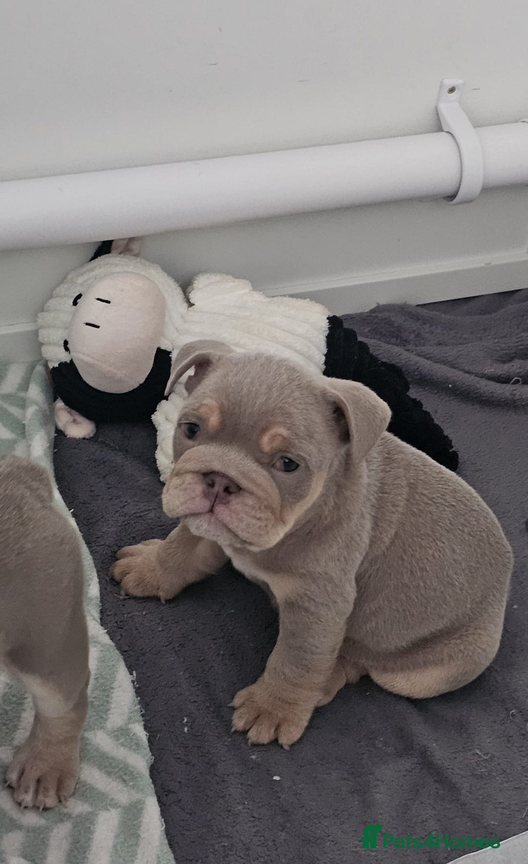 English Bulldog dogs for sale: English bulldog male pups for sale - Image 2