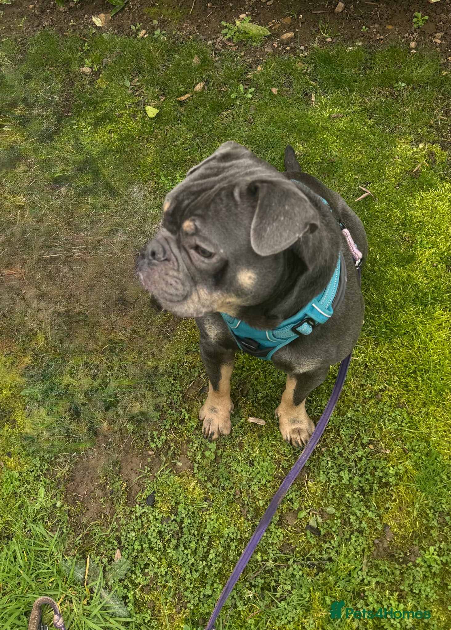 Mixed Breed dogs for sale: One year old French x olde English bulldog in Knaresborough - Advert 7