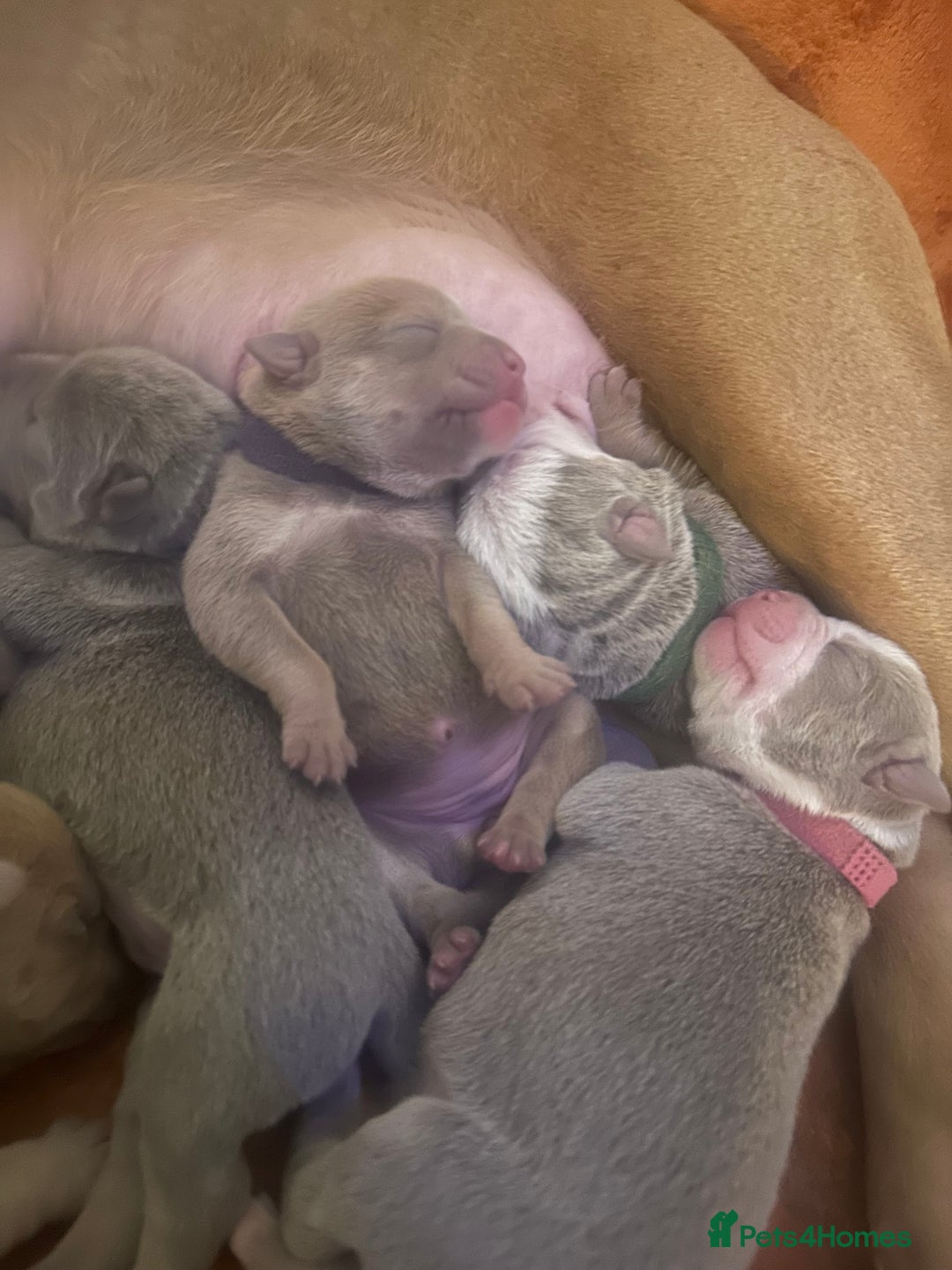 Olde English Bulldogge dogs for sale: Olde English Bulldog Puppies - Family Raised  - Advert 13