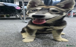 Siberian Husky dogs for sale: Luna - 6 Month Old Female Husky - Image 4