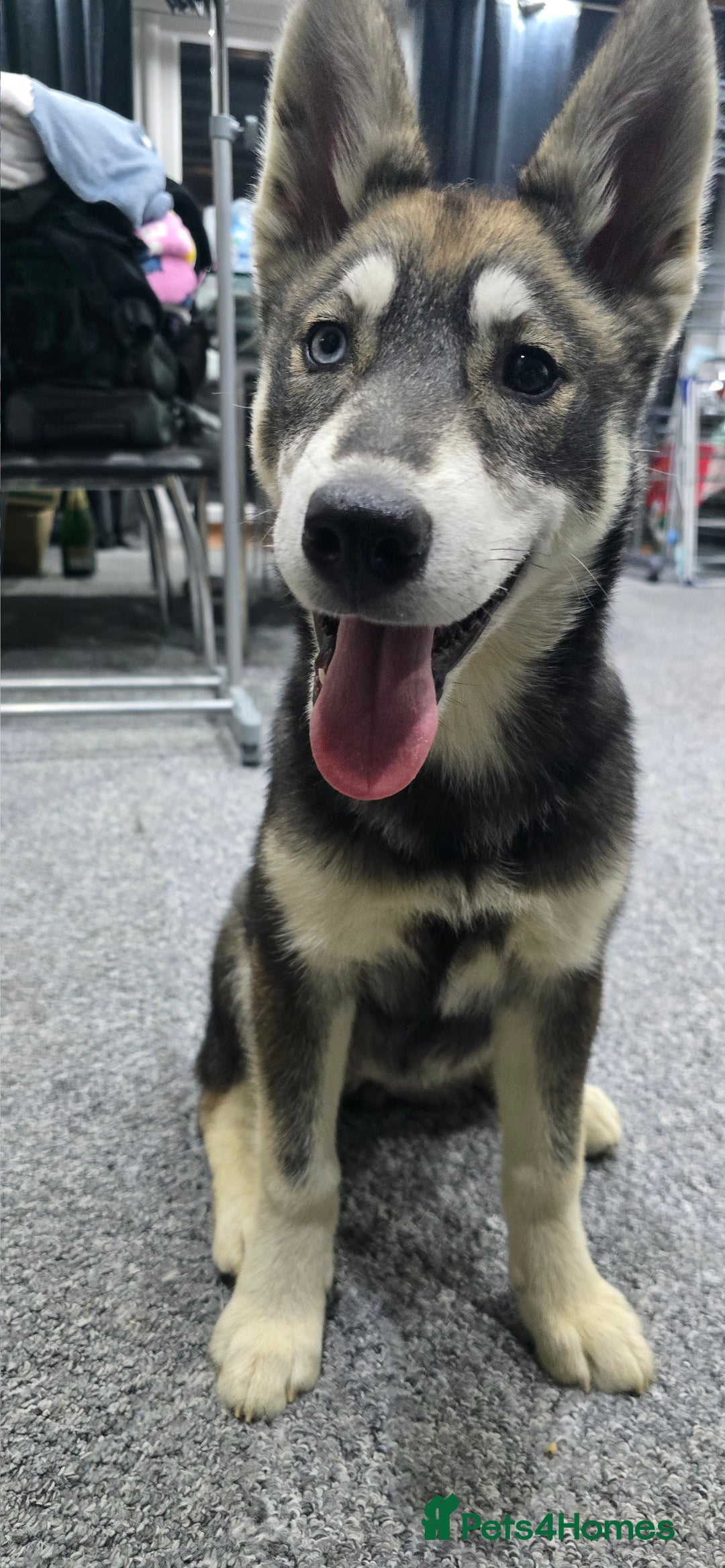 Siberian Husky dogs for sale: Luna - 6 Month Old Female Husky - Image 4