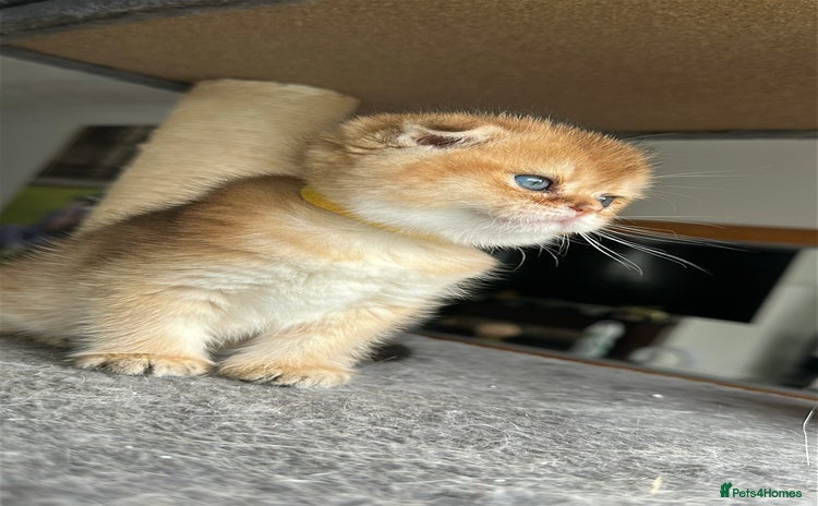 Scottish Fold cats - Advert 2