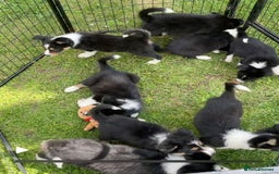 Border Collie dogs for sale: Beautiful baby borders  - Image 1