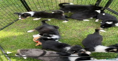 Border Collie dogs - Advert 7