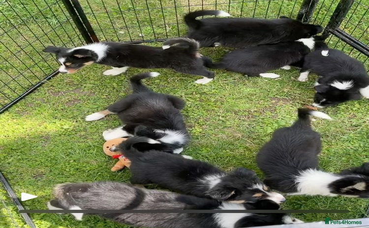 Border Collie dogs - Advert 5