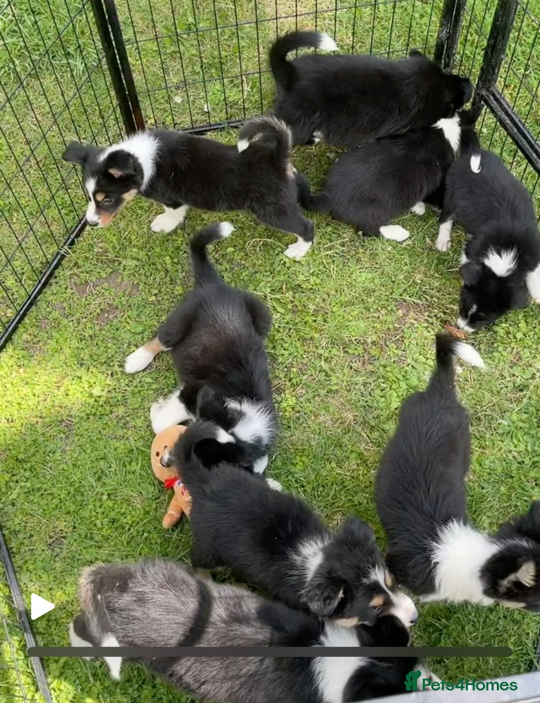 Border Collie dogs for sale: Beautiful baby borders  - Image 1