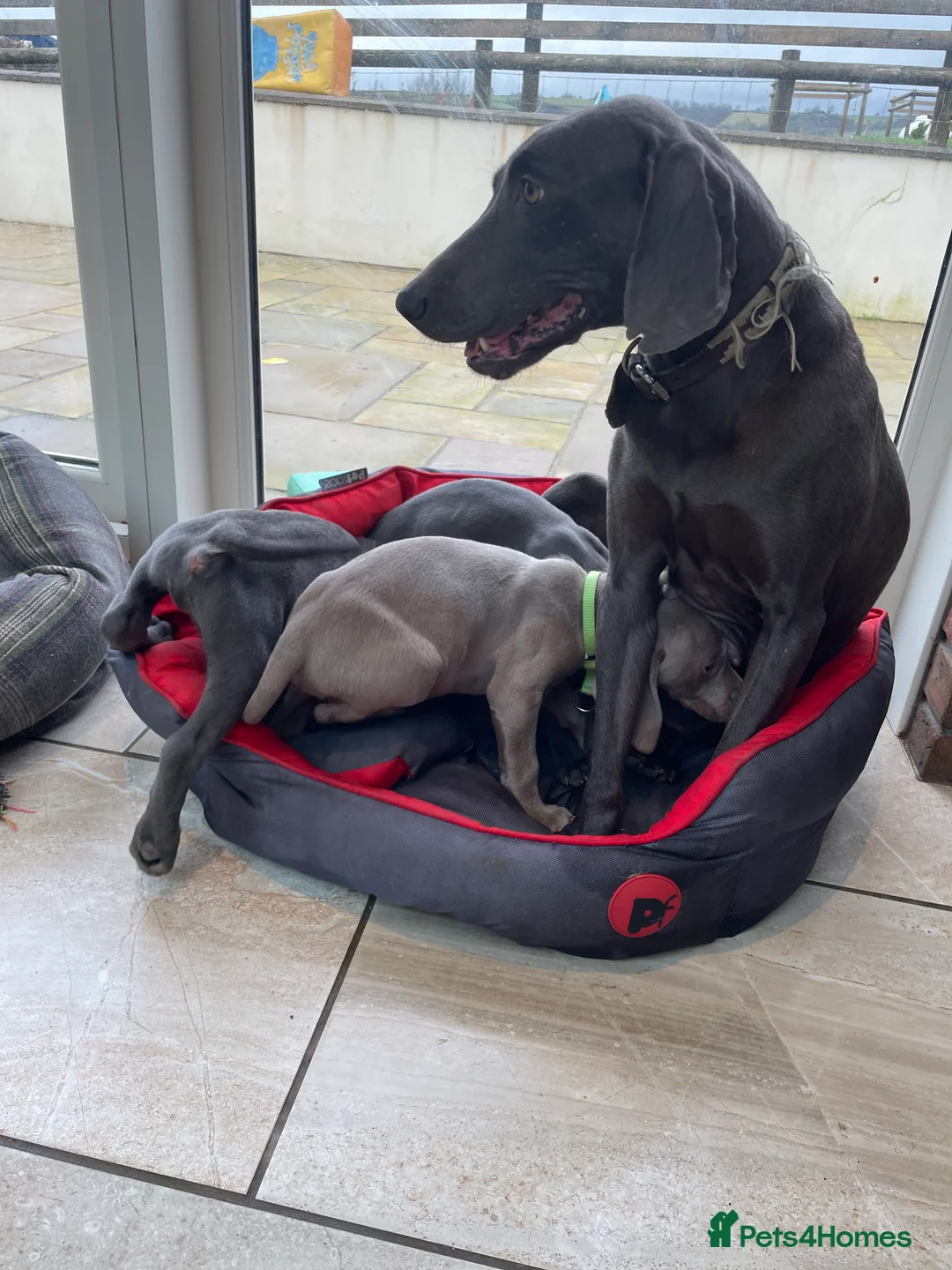 Weimaraner dogs for sale: Weimaraner kc registered  - Advert 2