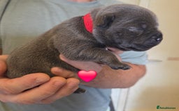 Staffordshire Bull Terrier dogs for sale: Beautiful Staffy Puppies (Blue and Black) - Image 10