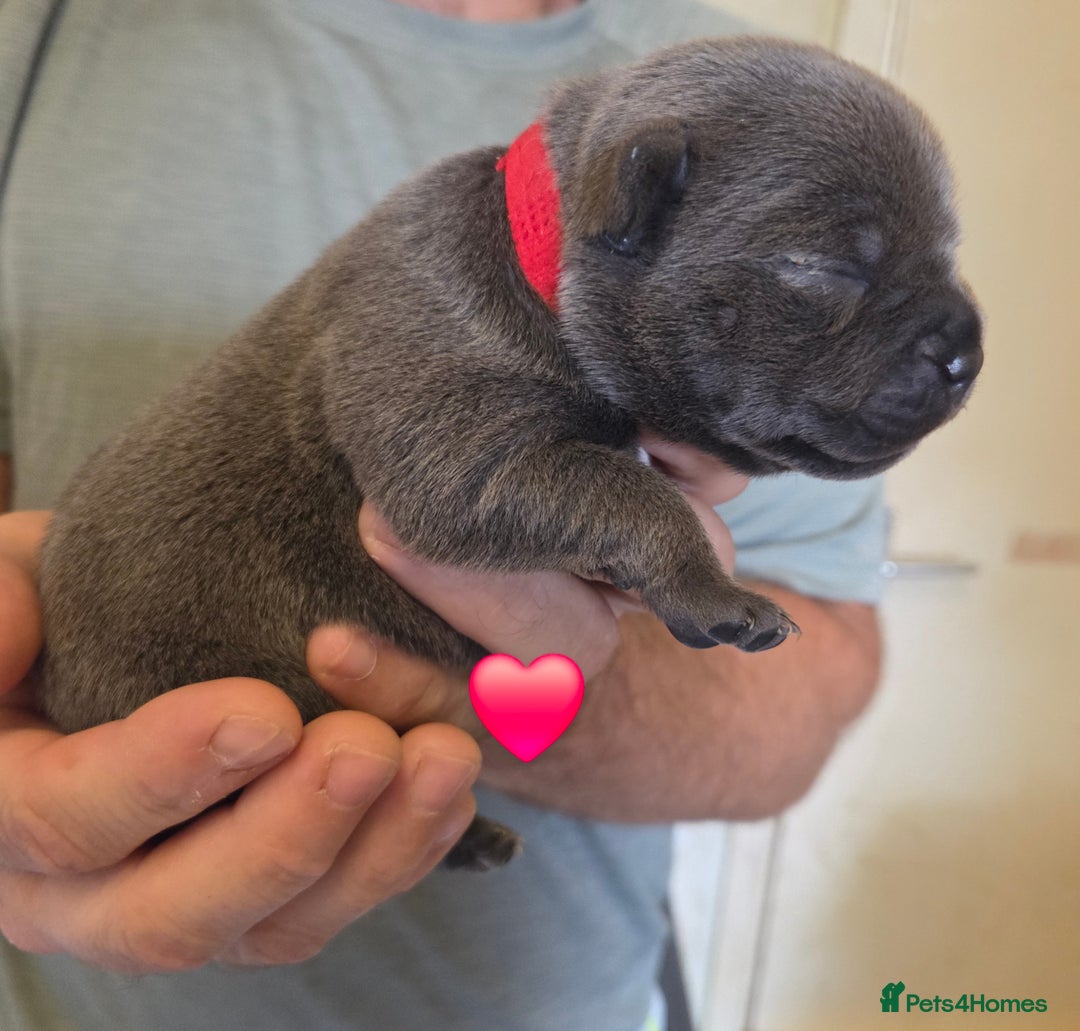 Staffordshire Bull Terrier dogs for sale: Beautiful Staffy Puppies (Blue and Black) - Image 10
