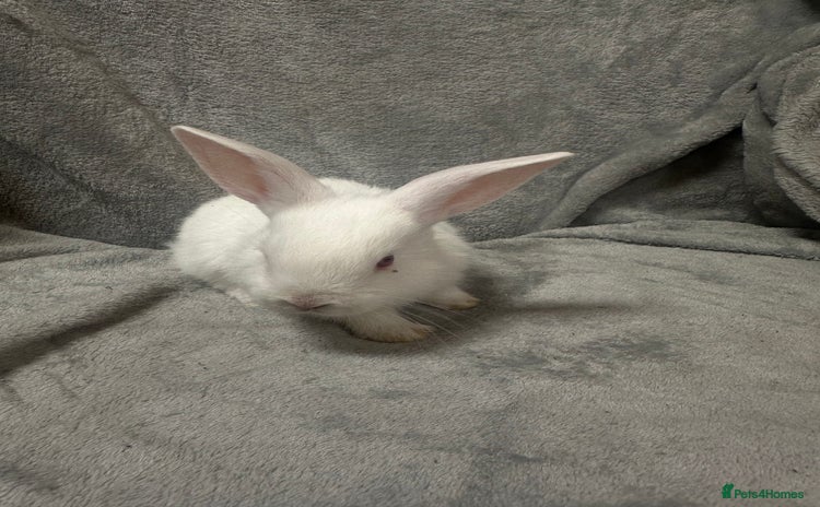 Rex rabbits - Advert 9