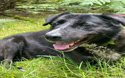 Labrador Retriever dogs for adoption: Pepper - Norwich Norfolk  - Image 9