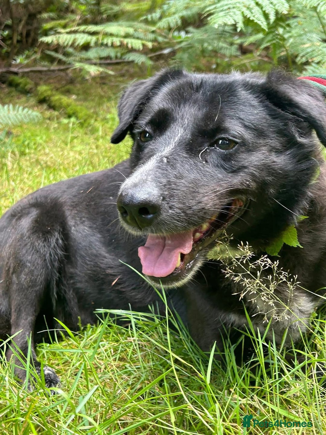 Labrador Retriever dogs for adoption: Pepper - Norwich Norfolk  - Image 9