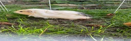 Guinea Pig rodents for sale: 2 Guinea pigs & cage+supplies - Advert 8