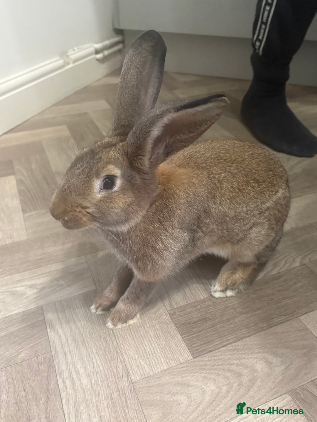 Mixed Breed rabbits for sale: Rabbit  - Advert 1
