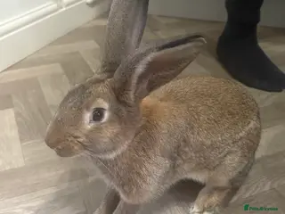 Mixed Breed rabbits Rabbit - Advert 18