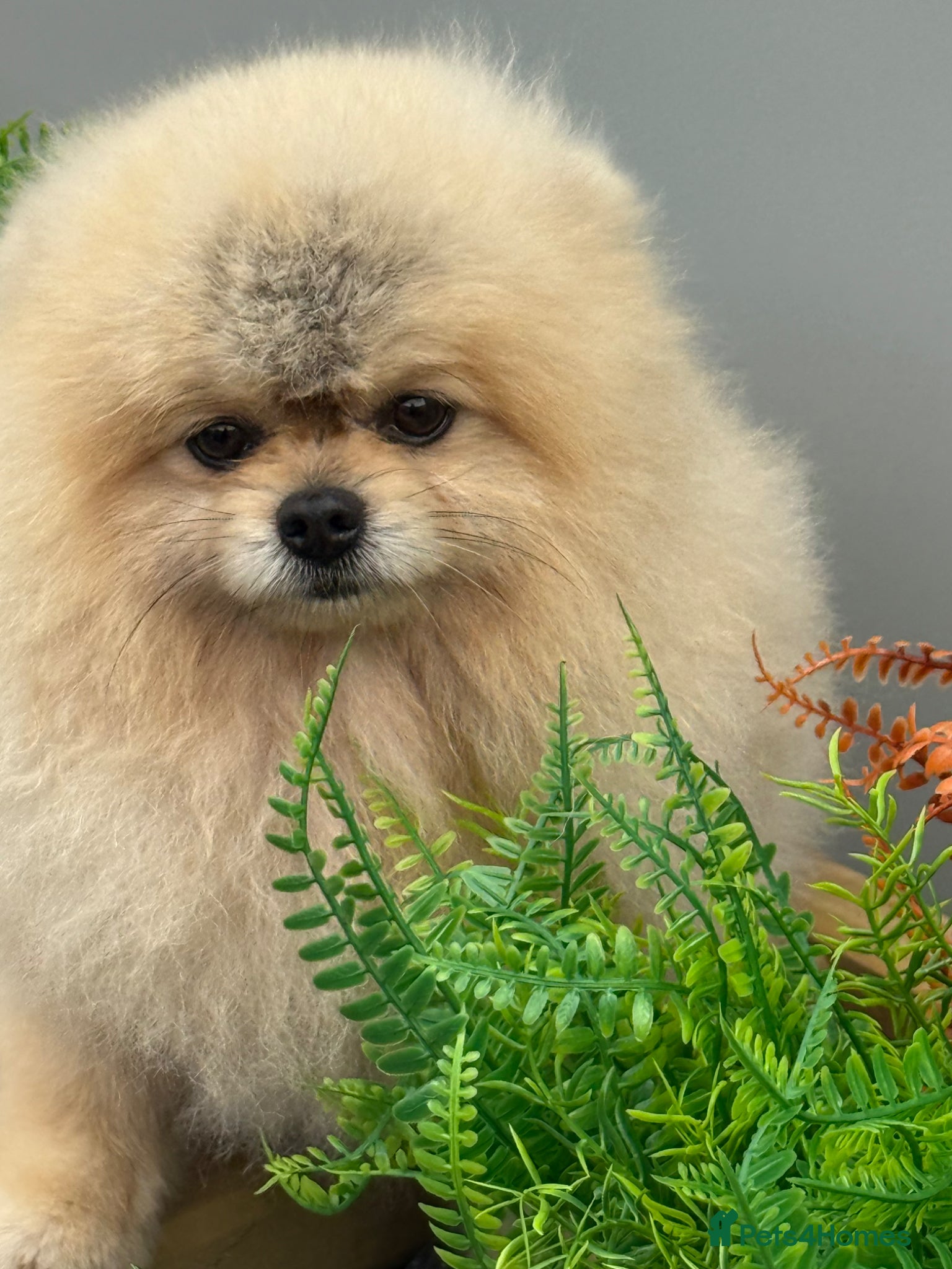 Pomeranian dogs Stunning Pomeranian Boy  - Advert 4