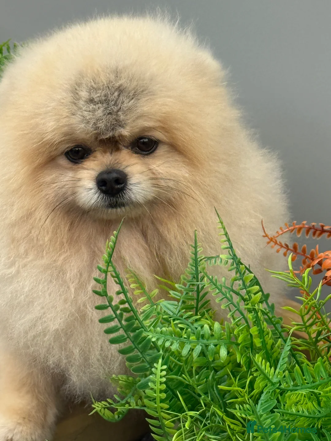 Pomeranian dogs for sale: Stunning Pomeranian Boy  - Advert 1