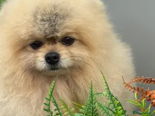 Pomeranian dogs Stunning Pomeranian Boy - Advert 4