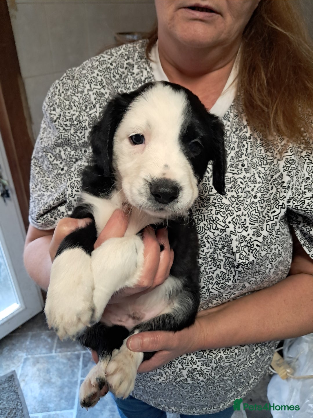 Sprollie dogs for sale: Springer spaniel Sprollie pups - Image 6