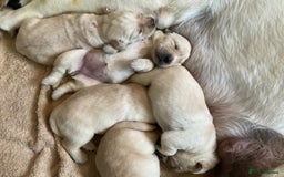 Labrador Retriever dogs for sale:  Yellow show puppies for sale to the right home - Image 6