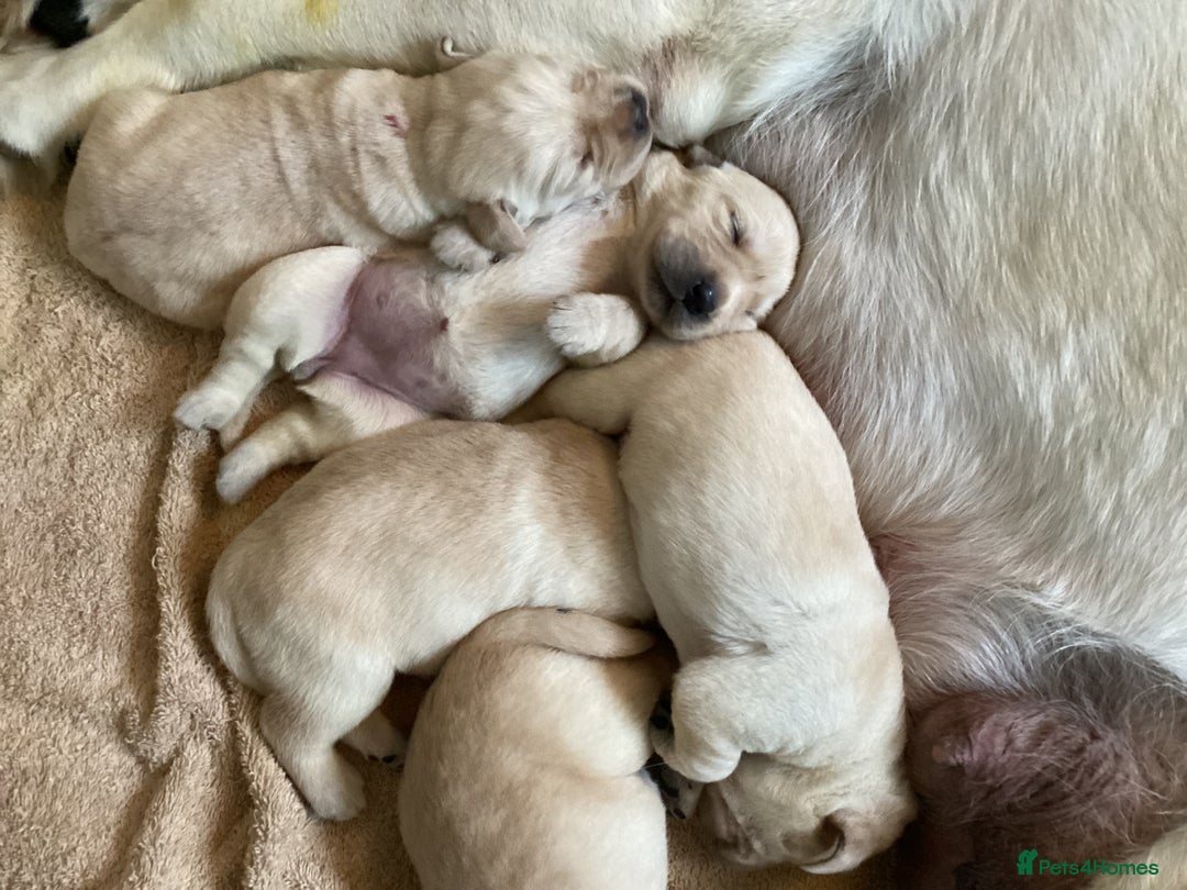 Labrador Retriever dogs for sale:  Yellow show puppies for sale to the right home - Image 6