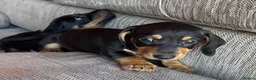 Miniature Dachshund dogs for sale: Miniature dachshunds - Advert 23